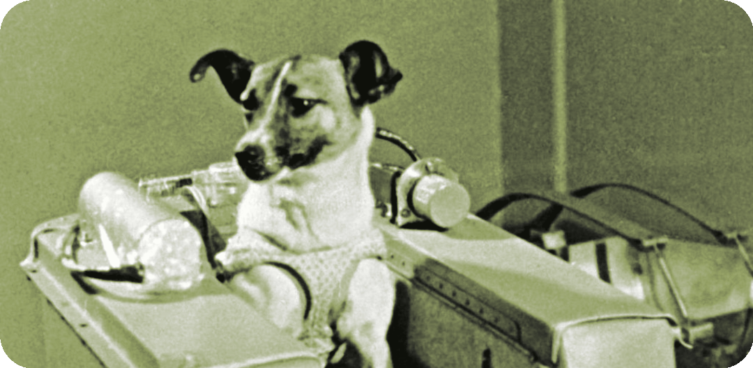Laika in her Sputnik 2 harness, 1957